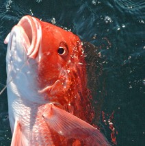 Salt Water Fishing