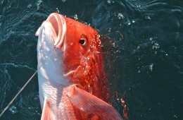 Salt Water Fishing